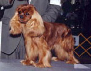 German Ch Dion Panta Rhei V.T' Heske