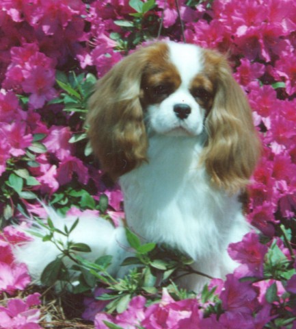 adagioazaleas.jpg (340x377 -- 56026 bytes)