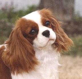 Ch. Rattlebridge Adagio