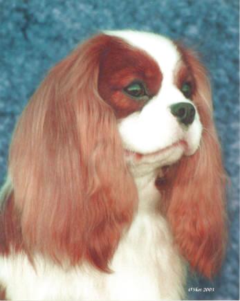 BIS Ch. Rattlebridge Adagio