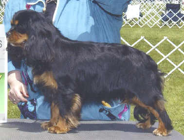 AKC Ch Rattlebridge About last Night