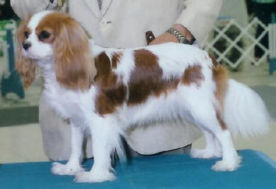 AKC Ch Rattlebridge Aibee