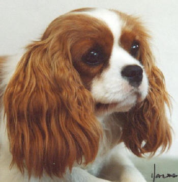 Royal Companion Olympia