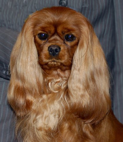 roses_are_red3.jpg (422x485 -- 42788 bytes)