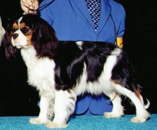 Sweetlake Super Star